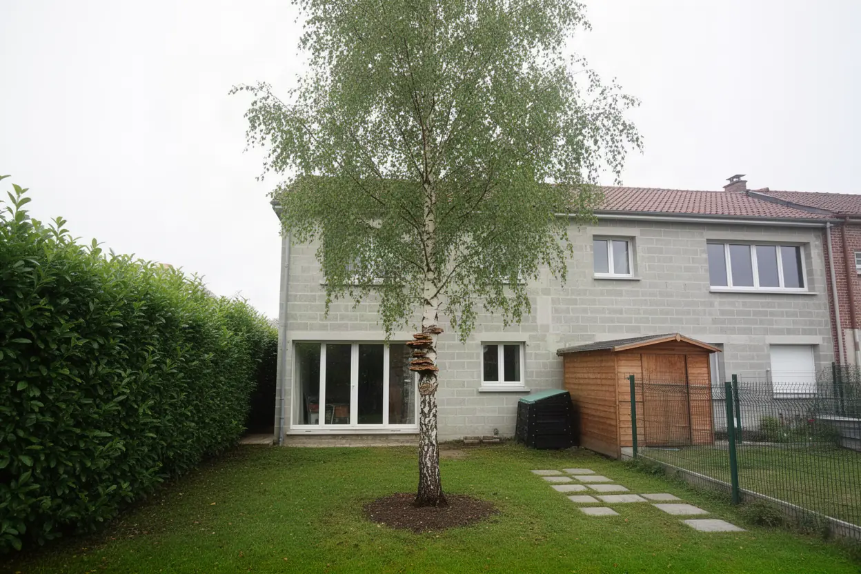 Arbre malade avant démontage technique à Salouël