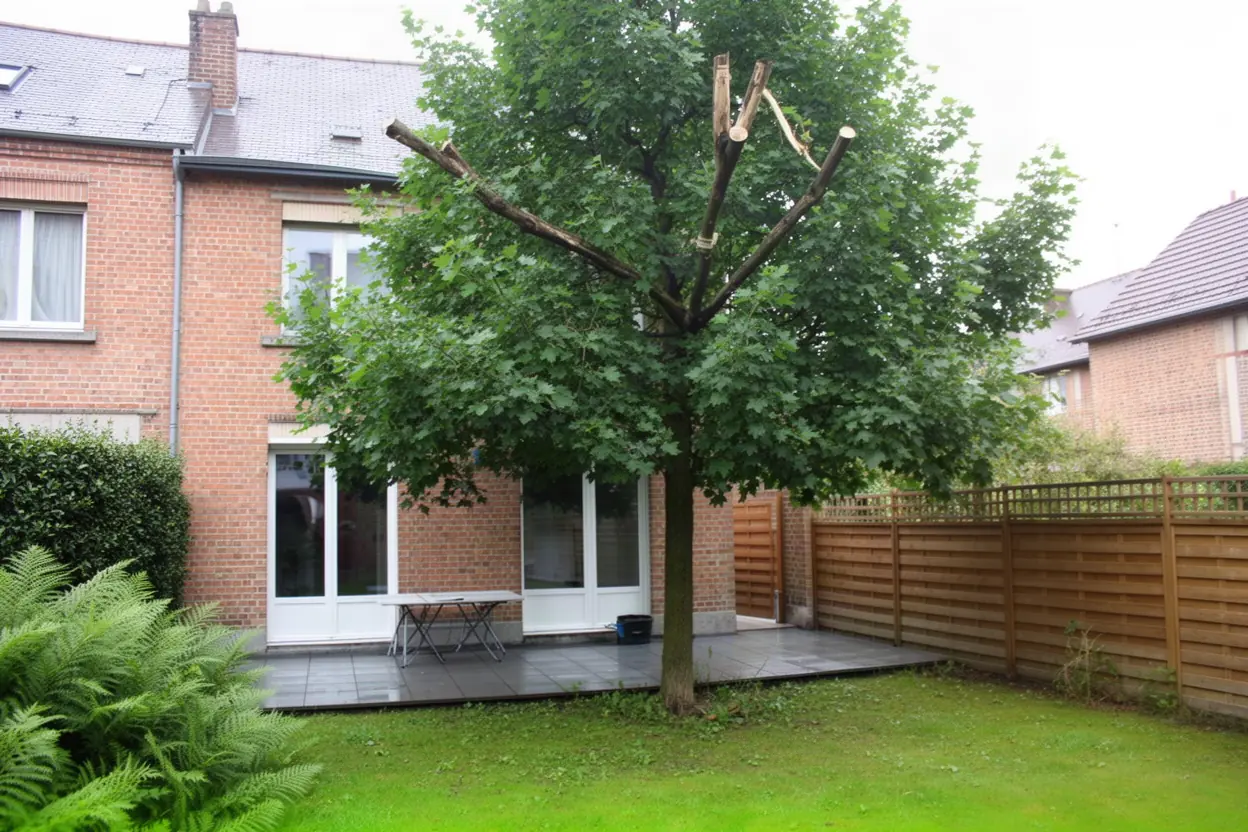 Érable dense avant élagage dans un jardin amiénois